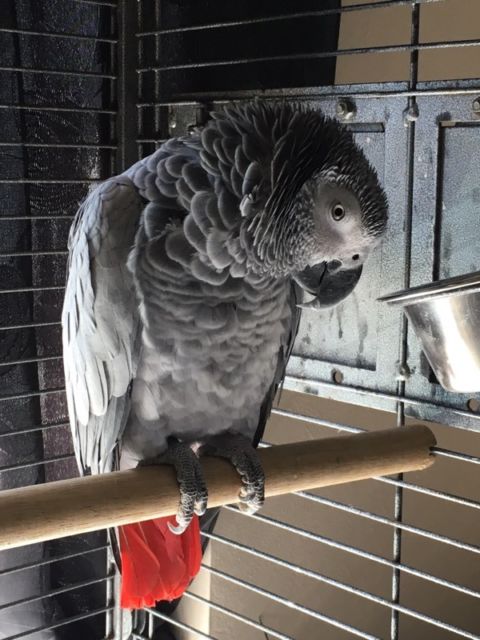 Available, quality parrots of all kinds for sale. Image eClassifieds4u