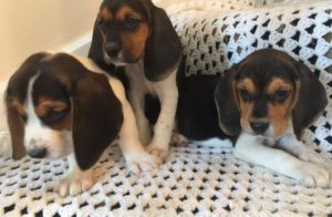 Beagle Puppies Image eClassifieds4u