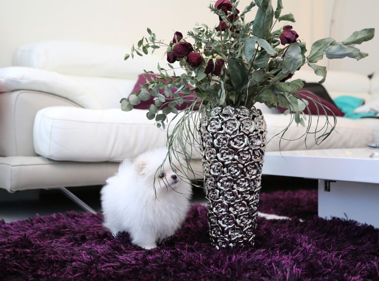 Beautiful Tiny Tea Cup Male Pomeranian (620) 267-1365 Image eClassifieds4u