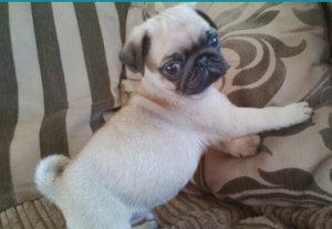 George is my stunning pug Puppy Image eClassifieds4u