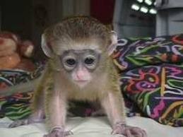 Gorgeous Female Capuchin Monkey Image eClassifieds4u