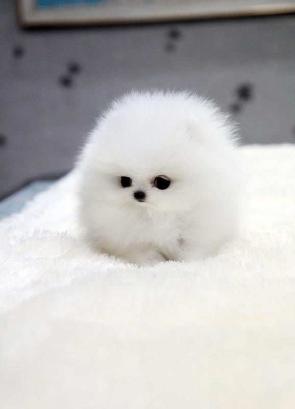 Home-raised Pomeranian Puppies (620) 267-1365 Image eClassifieds4u