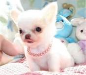 Longhaired Chihuahua Pups for Sale Image eClassifieds4u