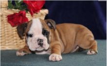 12 Weeks old English Bulldogs Image eClassifieds4U