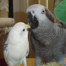 Available, quality parrots of all kinds for sale. Image eClassifieds4u 2