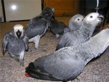 Available, quality parrots of all kinds for sale. Image eClassifieds4u 3