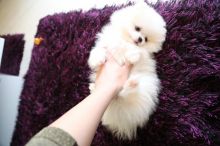 Beautiful Tiny Tea Cup Male Pomeranian (620) 267-1365 Image eClassifieds4u 2