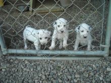 Dalmatian jelly puppies Image eClassifieds4U