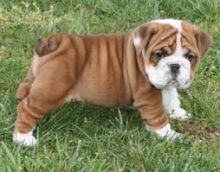 English bulldog puppies available Image eClassifieds4U
