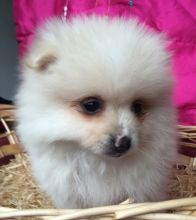 Female Pom Pup For Sale (620) 267-1365 Image eClassifieds4u 3