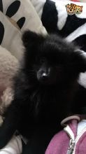 Female Pom Pup For Sale (620) 267-1365 Image eClassifieds4u 2