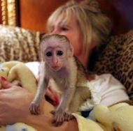 Get your dream Capuchin monkeys Image eClassifieds4U