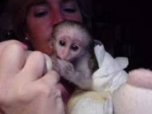 Healthy capuchin monkys for adoption Image eClassifieds4U