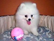 Perfect Tea-Cup Pomeranian Puppies (620) 267-1365 Image eClassifieds4U