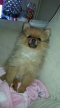 Pomeranian Female For Sale (620) 267-1365 Image eClassifieds4U