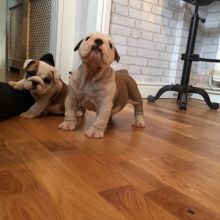 Quality english bulldog Image eClassifieds4U