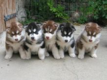 Siberian Husky Puppies for Re-homing Image eClassifieds4U