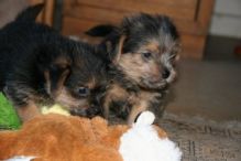 Stunning Norfolk Terrier Puppies Image eClassifieds4U