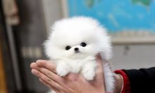 White and black Pomeranian Puppy For Adoptio (620) 267-1365 Image eClassifieds4U