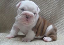 Brown/White English Bulldogs Image eClassifieds4U