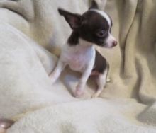 Yale joseph - chihuahua puppy for sale Image eClassifieds4U