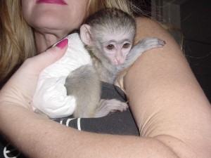 Nice and Gentle Capuchin Monkeys For Adoption To Nice Homes Image eClassifieds4u