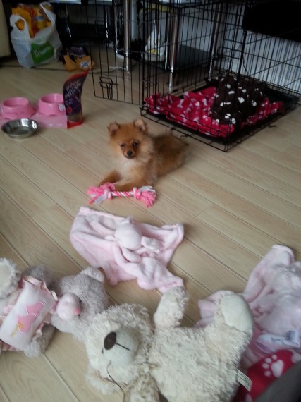Pomeranian Boys & Girls (620) 267-1365 Image eClassifieds4u