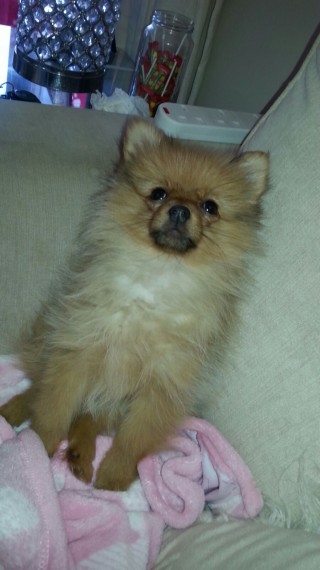 Pomeranian Female For Sale (620) 267-1365 Image eClassifieds4u