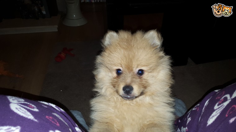 Pomeranian Puppies (620) 267-1365 Image eClassifieds4u