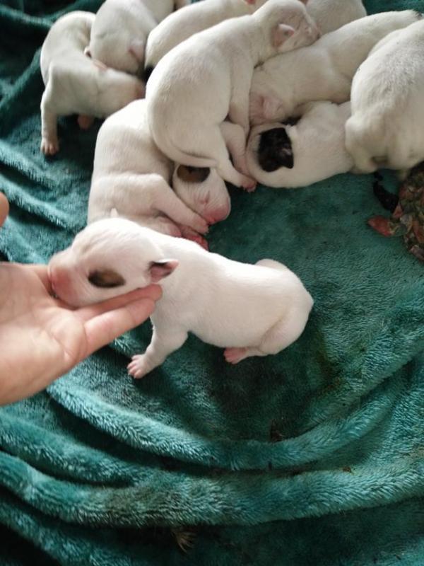 Purebred American bulldog puppies Image eClassifieds4u