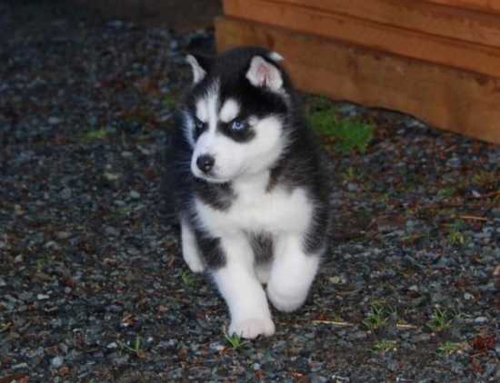 Two Cute Siberian Husky Puppies for Adoption Image eClassifieds4u