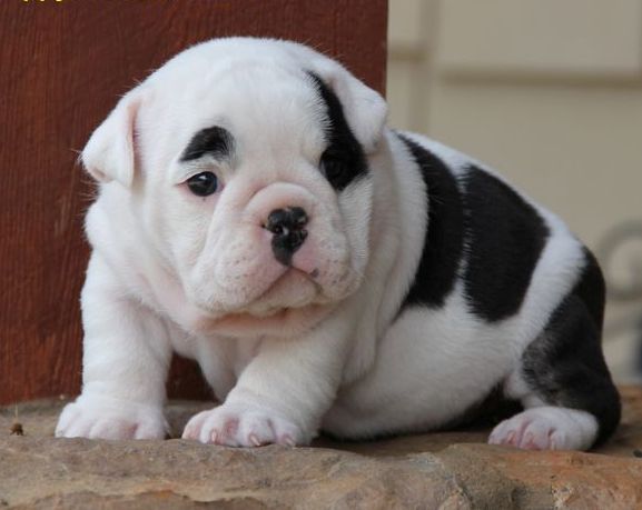 Welcoming, playful and very social english dogs Image eClassifieds4u