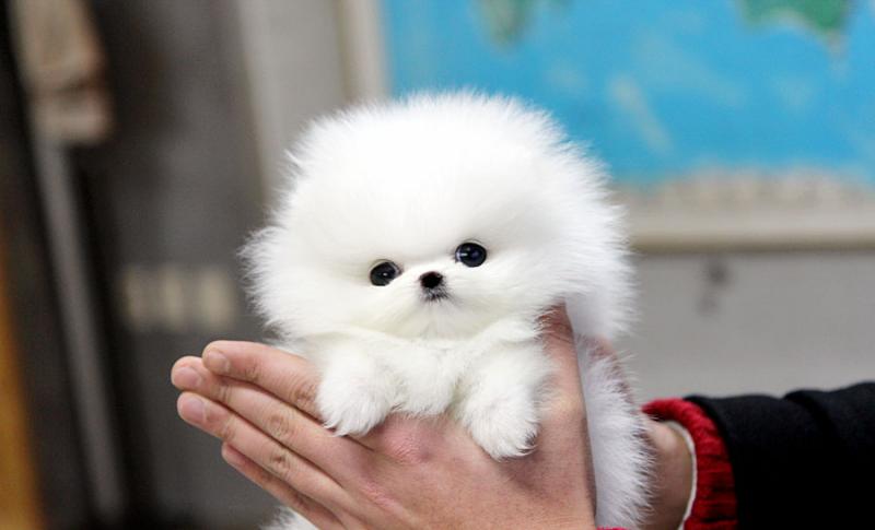 White and black Pomeranian Puppy For Adoptio (620) 267-1365 Image eClassifieds4u