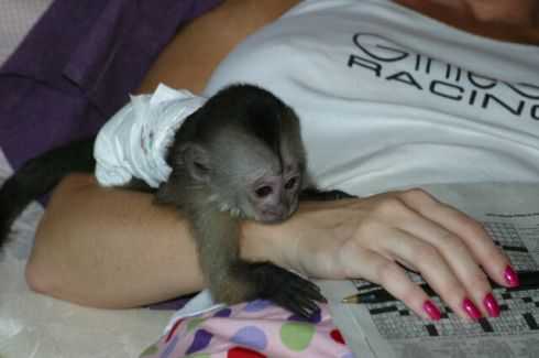 FRIENDLY BABY CAPUCHIN MONKEYS Text (252) 528-6846 Image eClassifieds4u