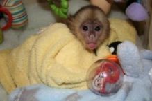 Adorable lovely Capuchin monkeys for adoption (252) 528-6846