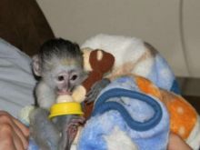 Amazing Capuchin monkeys ready for new loving homes Text (252) 528-6846