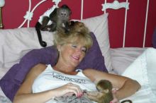 Diapers trained Capuchin Monkeys for lovely families,Text us at (252) 528-6846