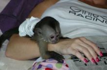 Enegetic and Fantastic capuchin monkeys for free adoption via (252) 528-6846