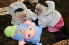 Intelligent male and female Capuchin monkeys