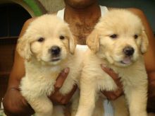 Two adorable Golden Retriever