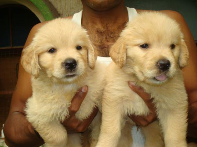 CKC Golden Retriever Puppies Image eClassifieds4u