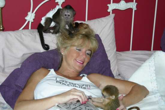 Diapers trained Capuchin Monkeys for lovely families,Text us at (252) 528-6846 Image eClassifieds4u