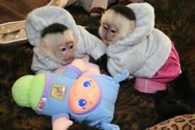 Intelligent male and female Capuchin monkeys Image eClassifieds4u