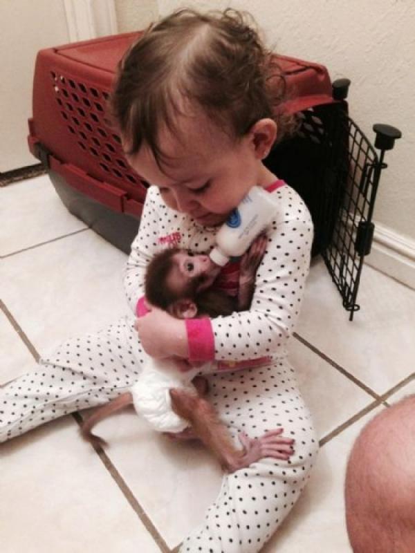 Baby Monkeys for adoption Call/Text via (252) 528-6846 Image eClassifieds4u