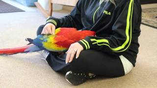 Blue and Gold Macaw Pair Parrots on sale Image eClassifieds4u