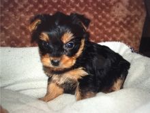 Adorable Female Yorkie Puppy Available