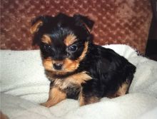 Home raised yorkie puppies for rehoming