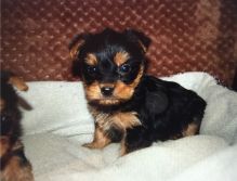 Yorkie puppies