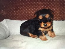 Yorkie Puppies