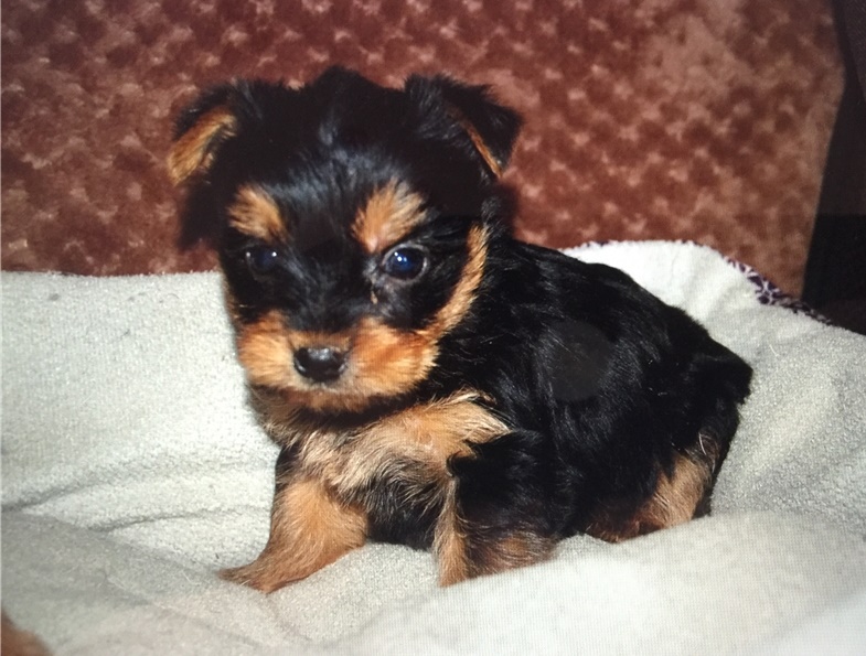 Adorable Female Yorkie Puppy Available Image eClassifieds4u